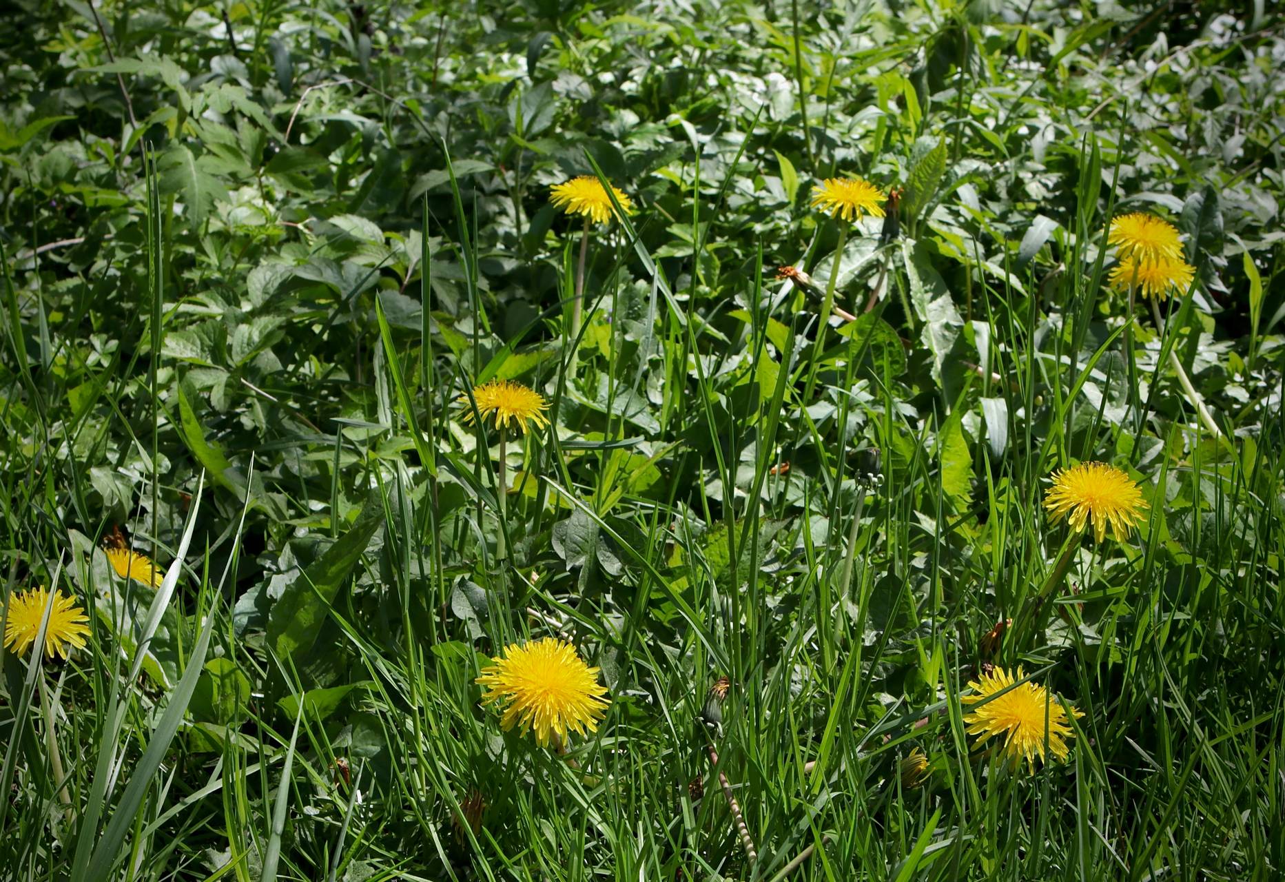 Photo of Dandelion