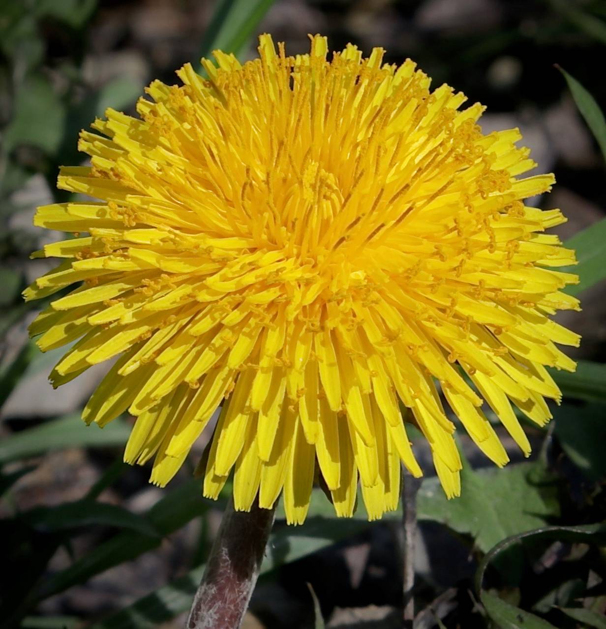 Photo of Dandelion