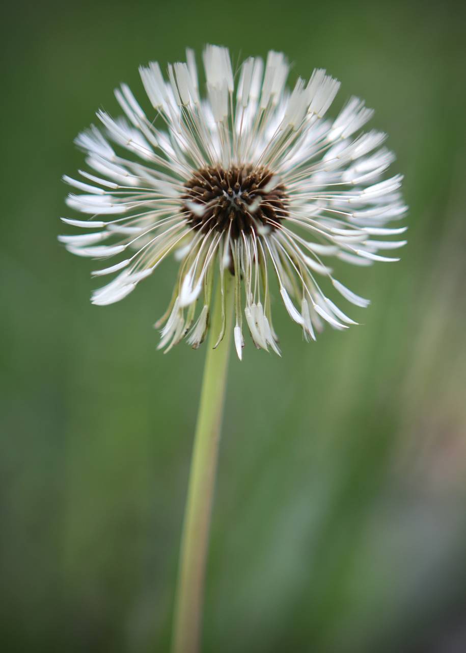 Photo of Dandelion