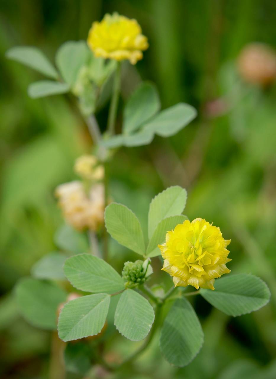 Photo of Low Hop Clover