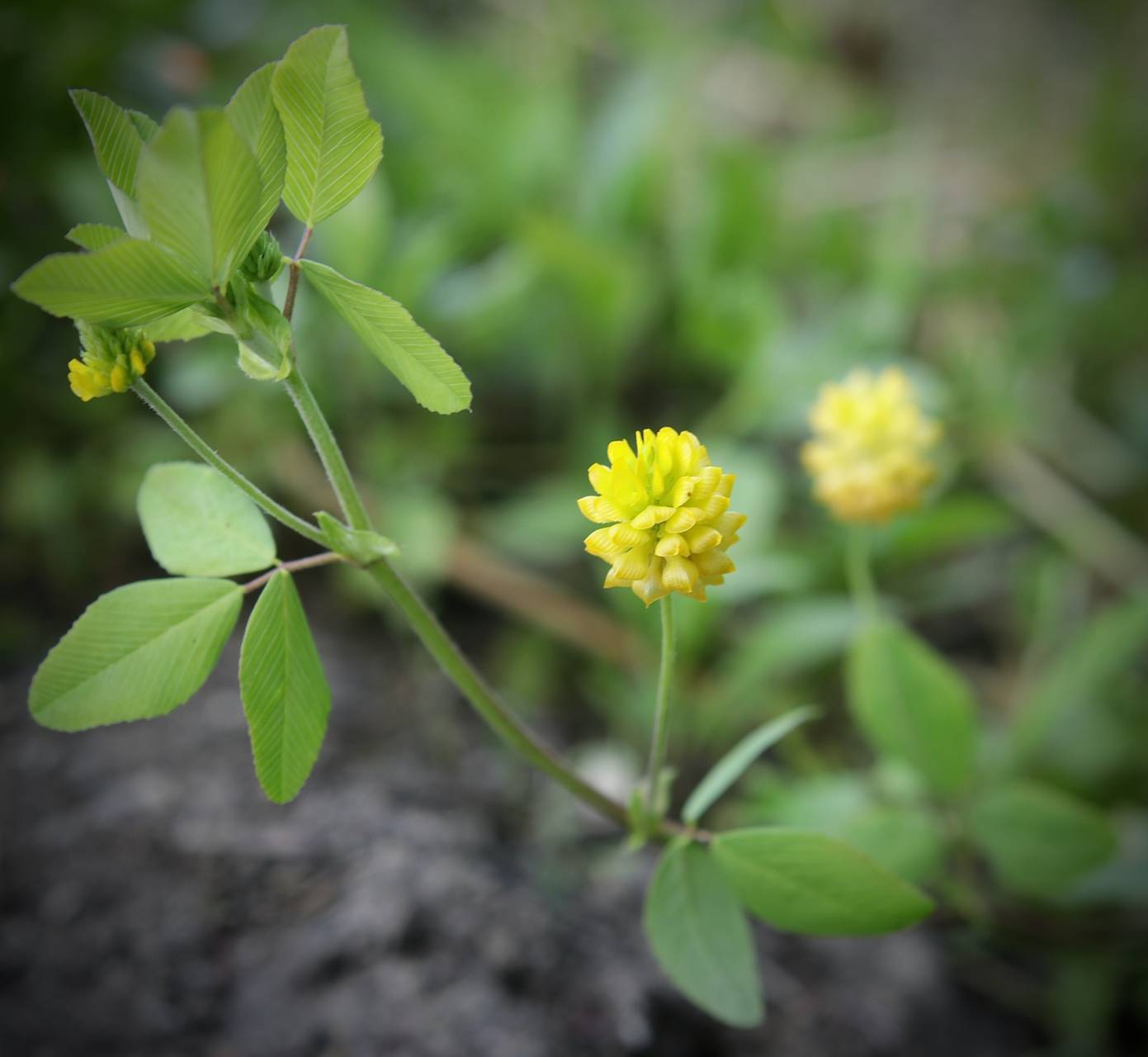 Photo of Low Hop Clover