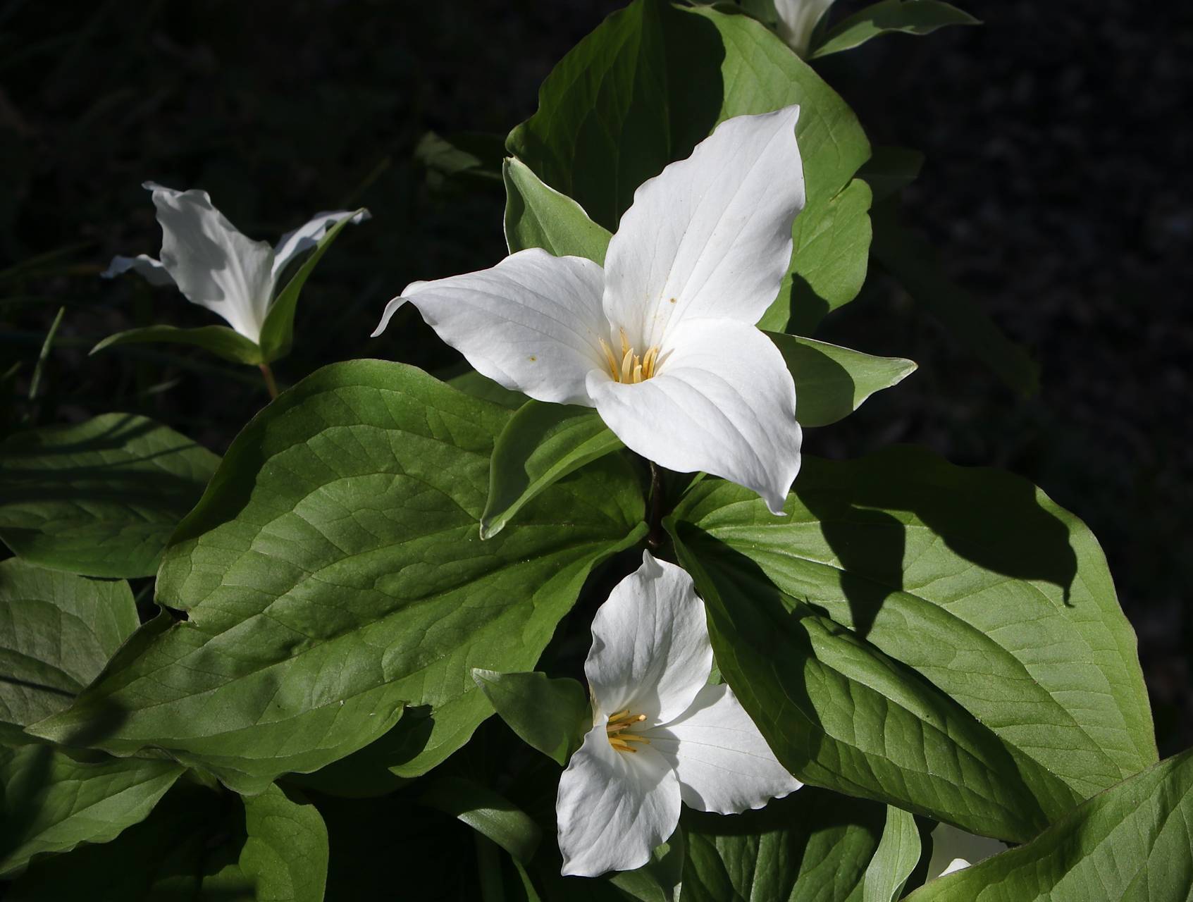 Photo of Large-Flowered Trillium