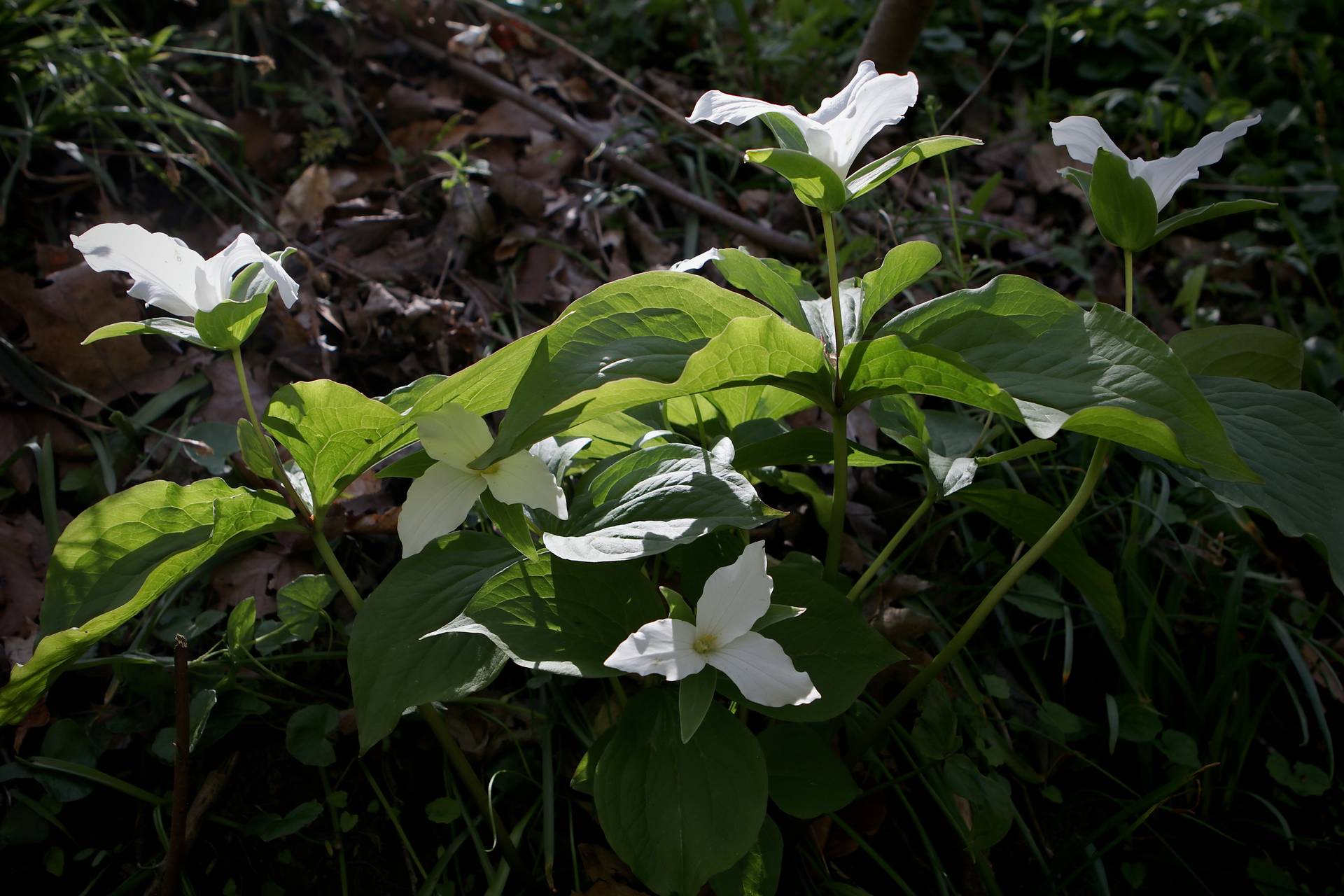 Photo of Large-Flowered Trillium