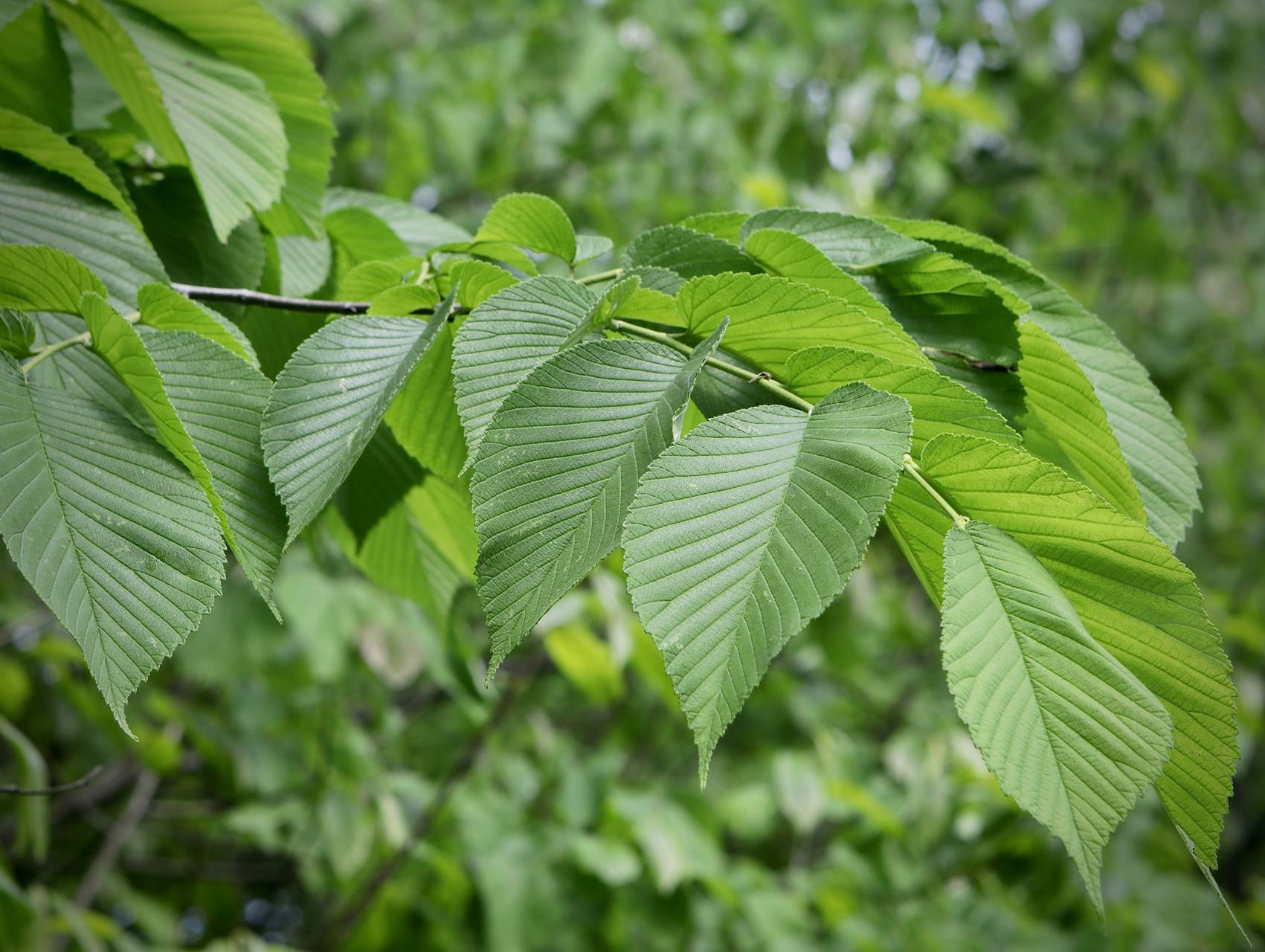 Rpc: Slippery Elm