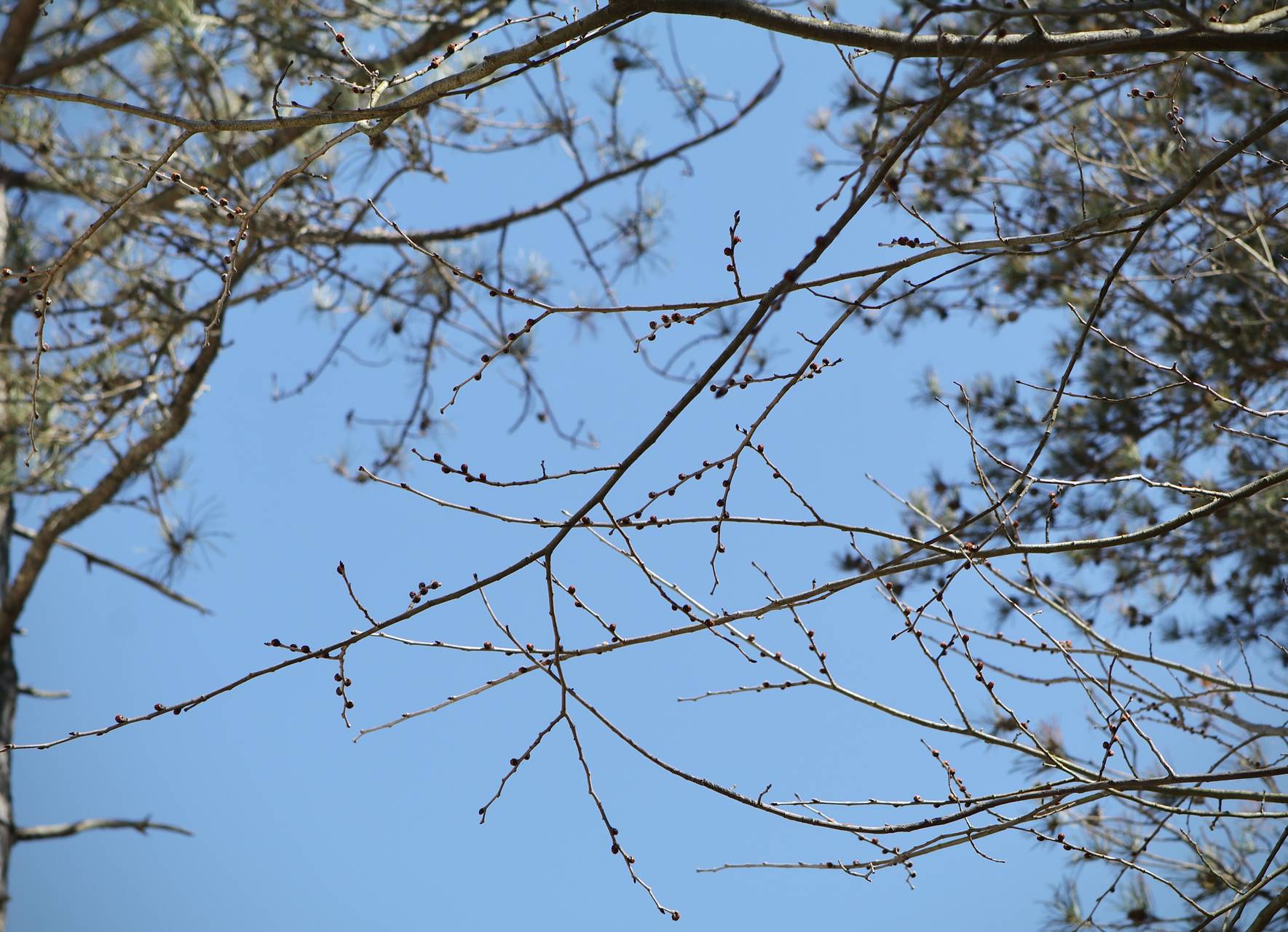 Photo of Slippery Elm