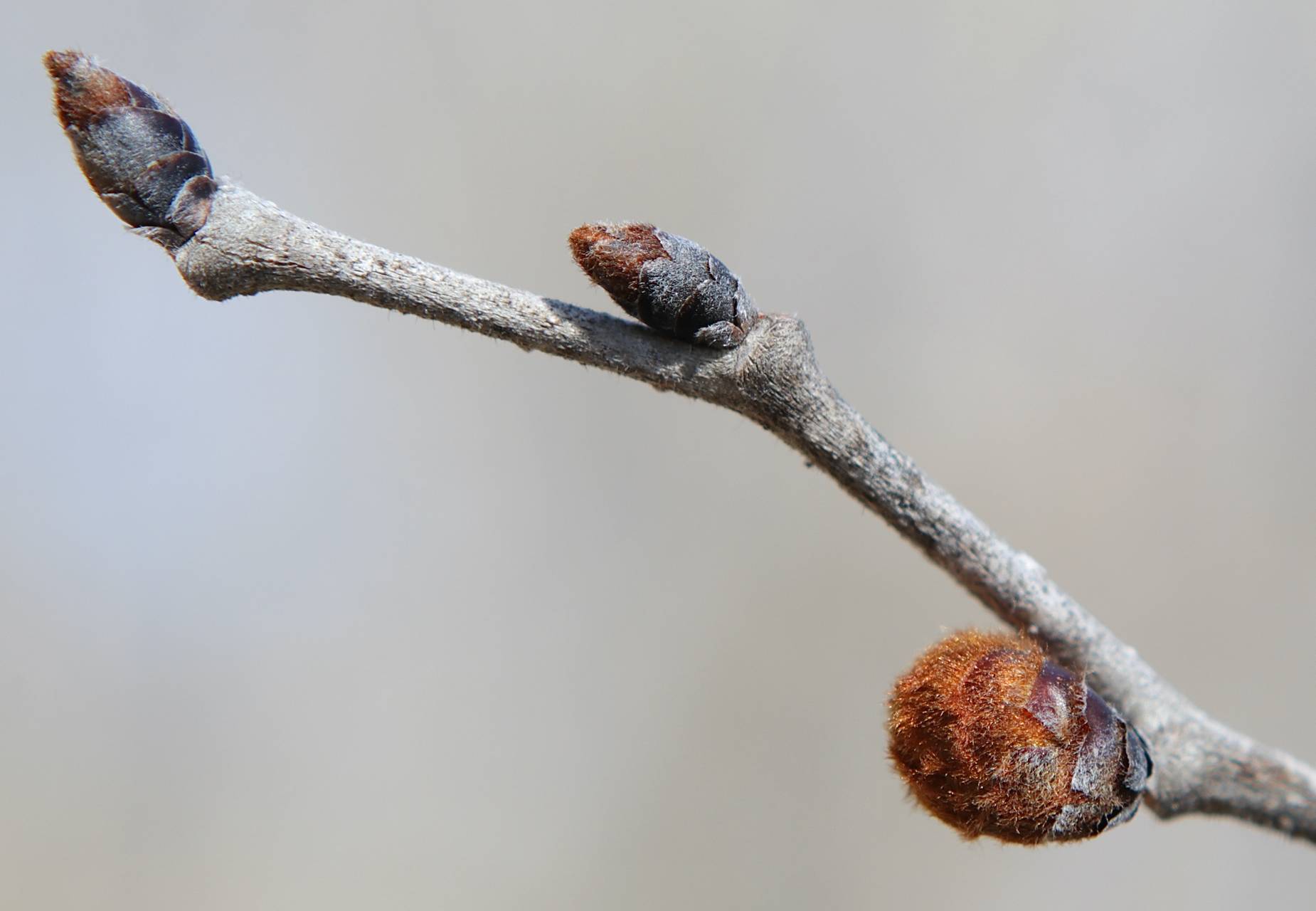 Photo of Slippery Elm