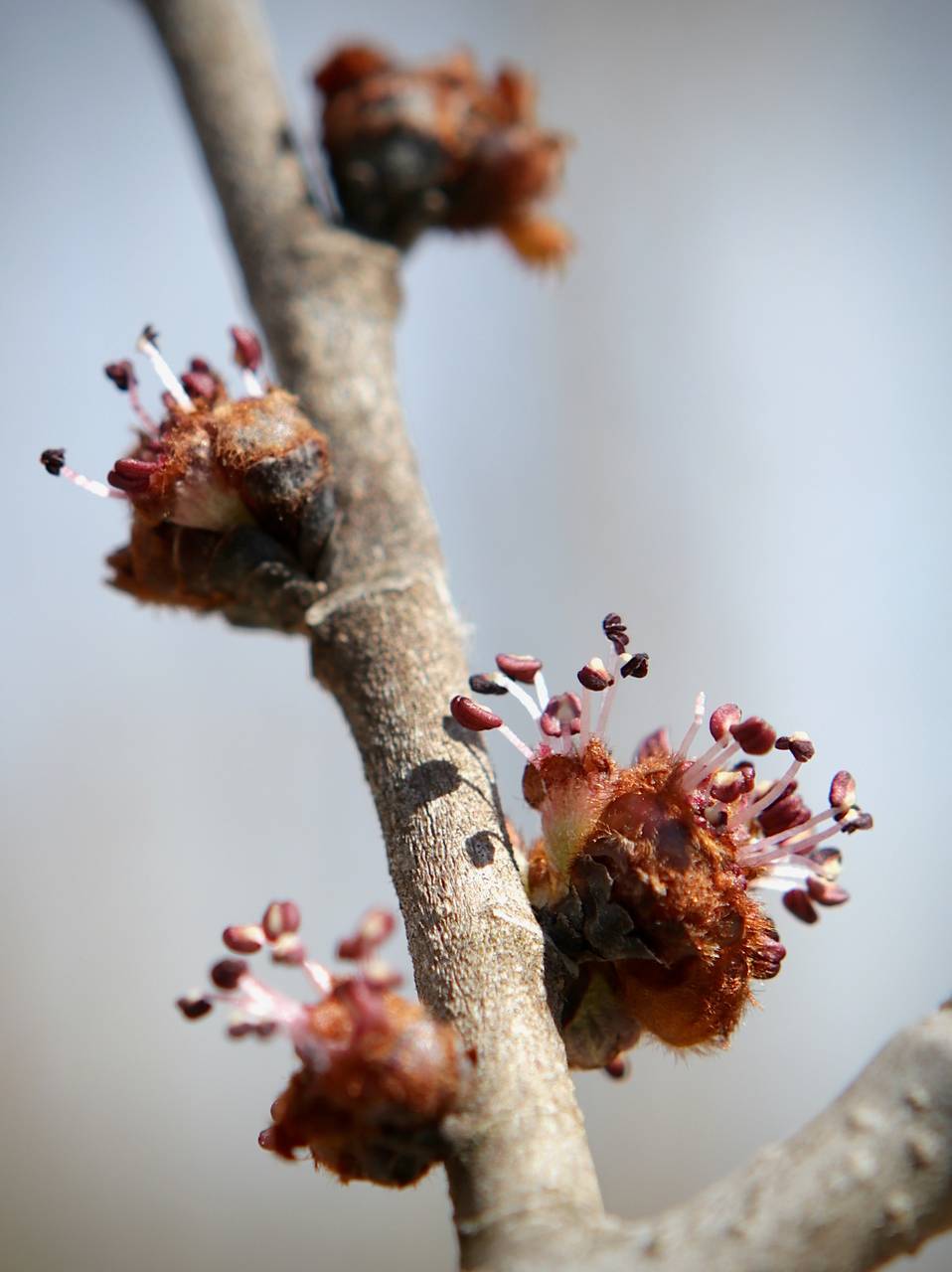 Photo of Slippery Elm