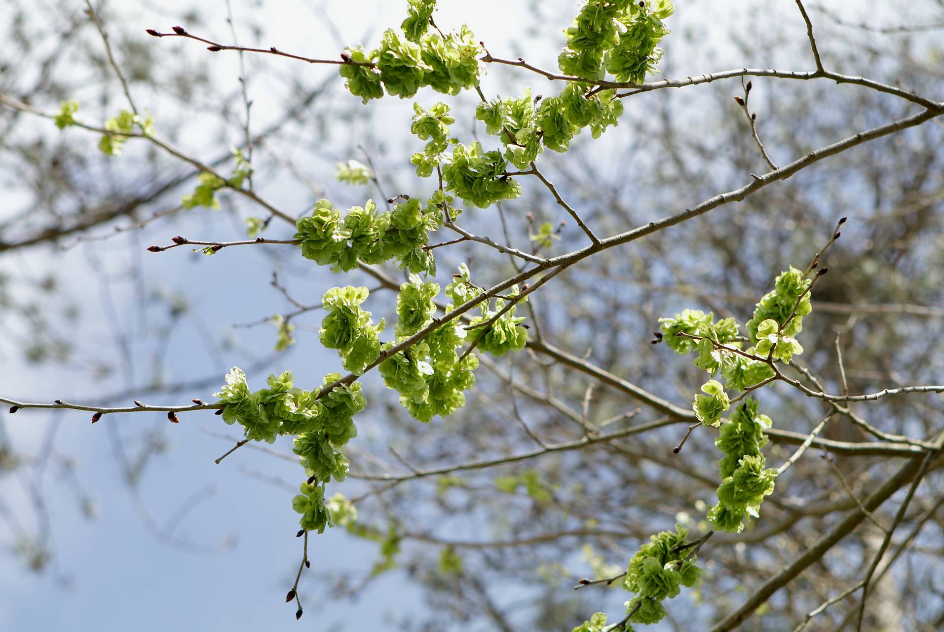 Photo of Slippery Elm