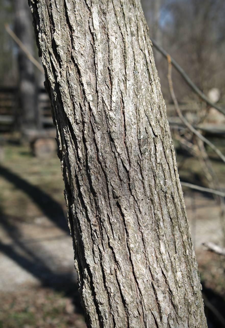 Photo of Slippery Elm