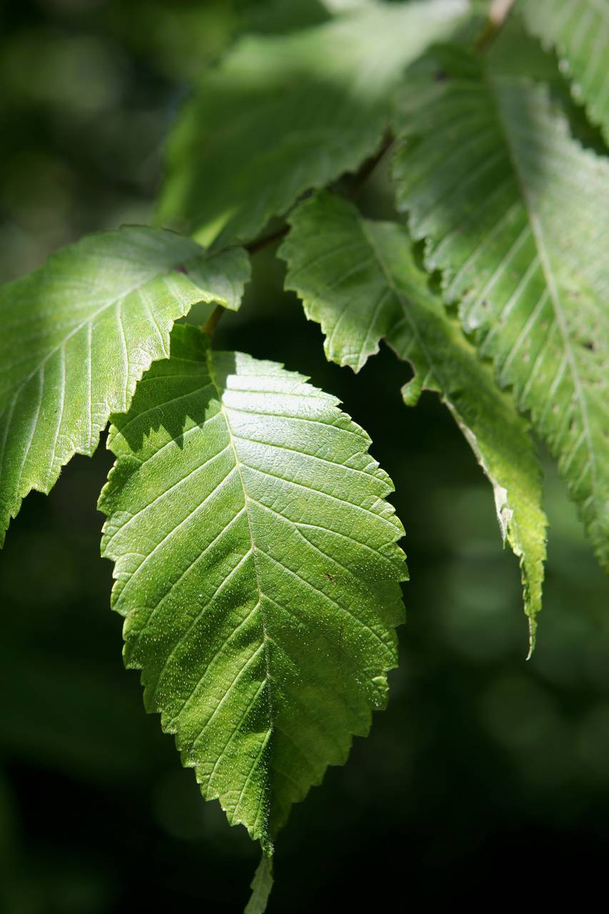 Photo of Cork Elm