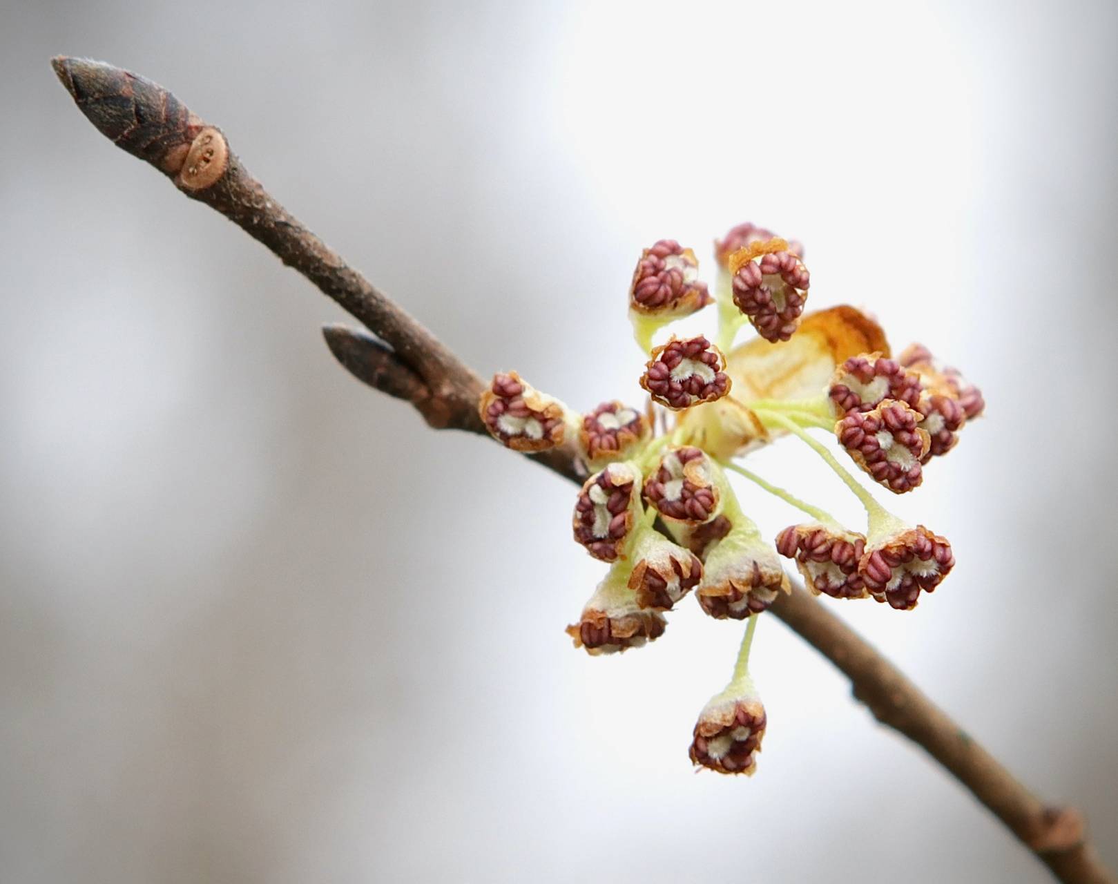 Photo of Cork Elm