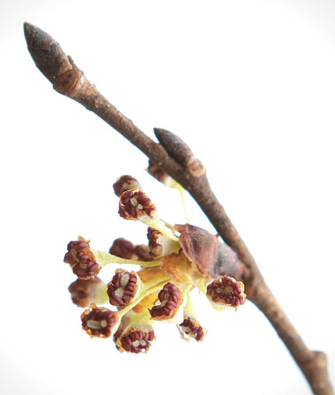 Photo of Cork Elm