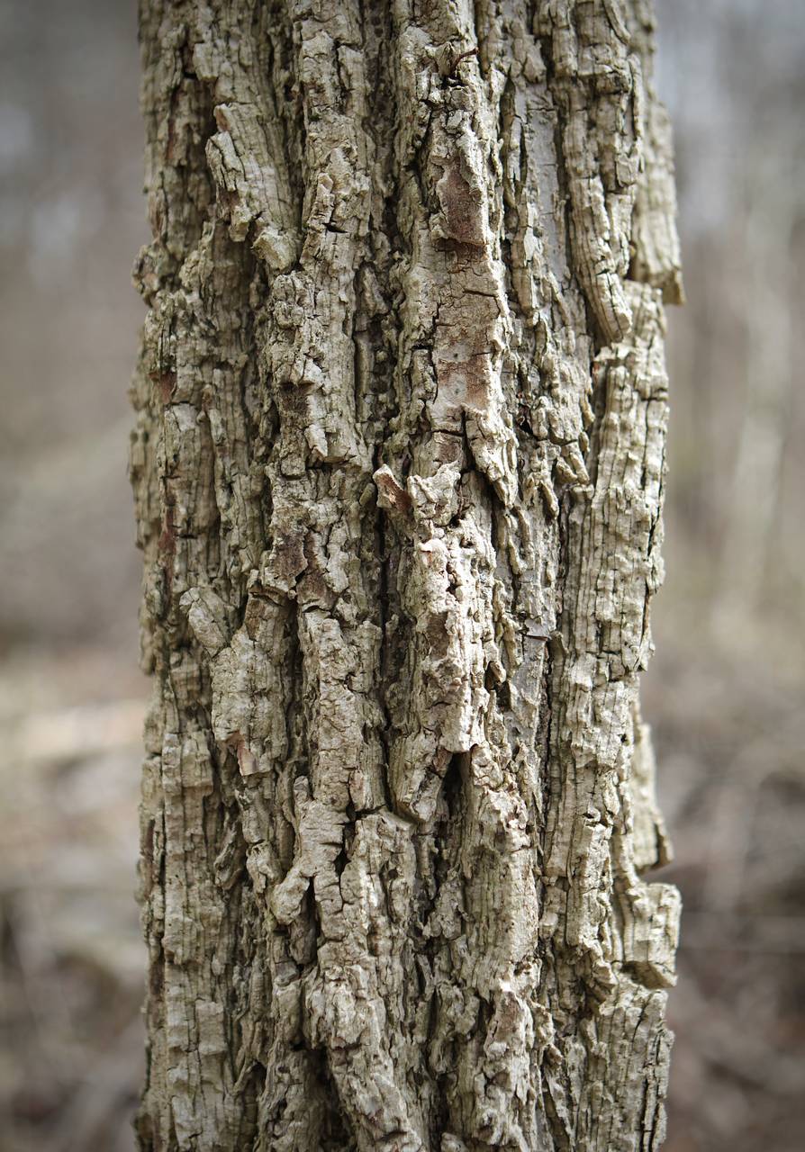 Photo of Cork Elm