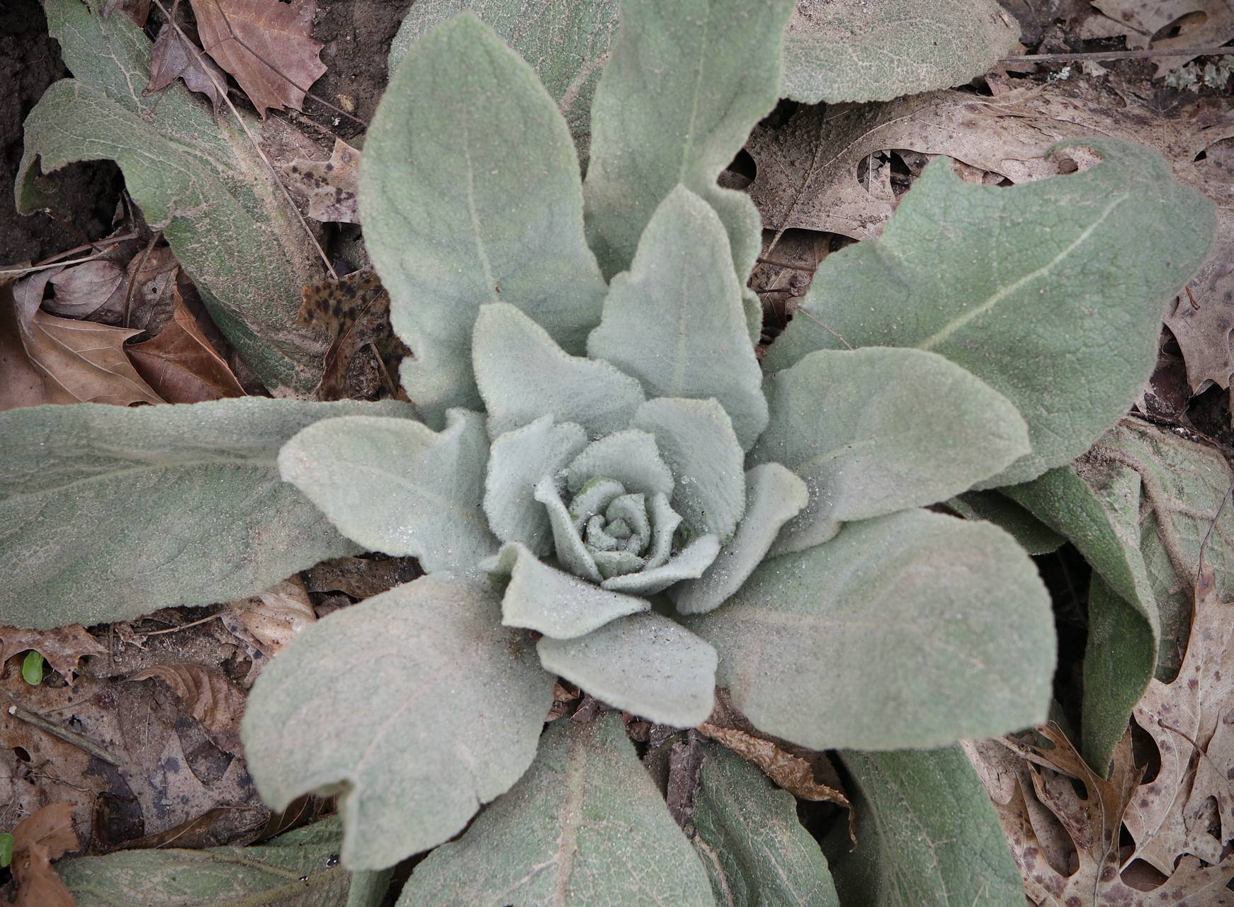 Photo of Common Mullein
