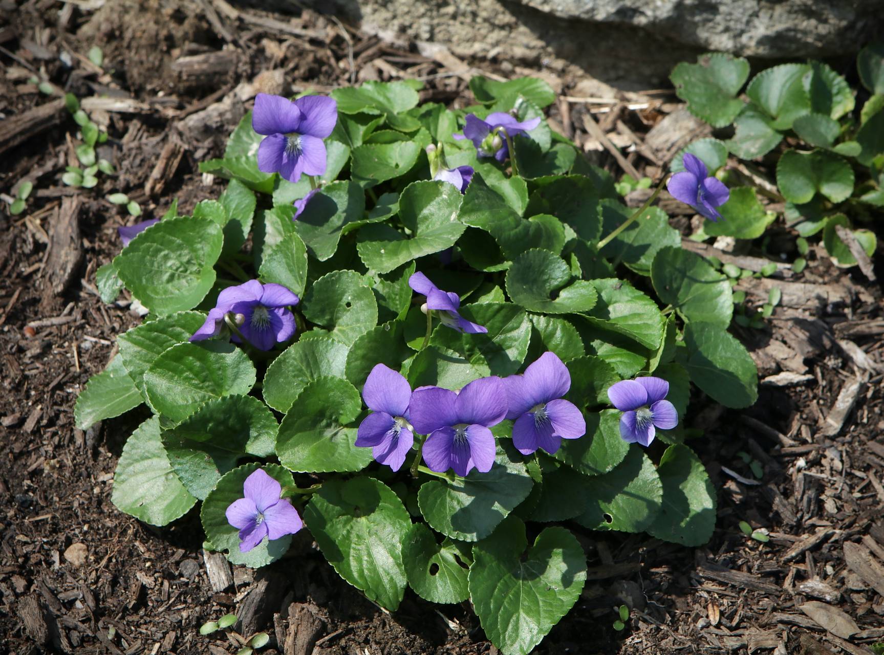 Photo of Common Blue Violet